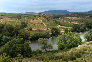 Vineyard, San Vicente de la Sonsierra as background, La Rioja, Spain