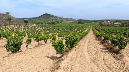 Fototapeta na wymiar Vineyard with Davalillo castle as background, La Rioja, Spain