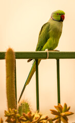 green parrot on a fance
