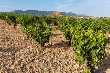 Fototapeta na wymiar Vineyards in summer with Briñas village as background, La Rioja, Spain