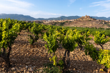 Fototapeta na wymiar Vineyards in summer with San Vicente de la Sonsierra village as background, La Rioja, Spain 