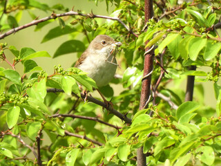 Bird  Common Whitethroat