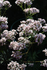 Close up image of the pale white pink flowers of Valeriana officinalis subsp. sambucifolia, also...