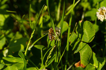 bee on the flower in spring on park 