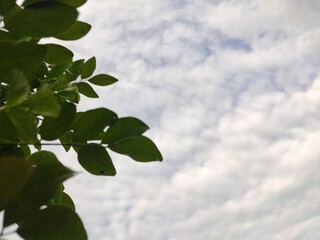 green leaves against blue sky