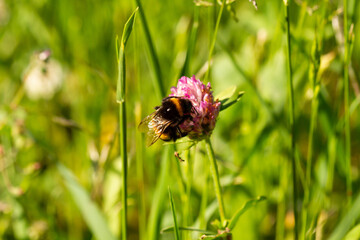 
Bumblebee on a flowering plant goes for nectar and blurred background in the spring in the park