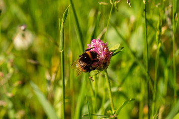 
Bumblebee on a flowering plant goes for nectar and blurred background in the spring in the park