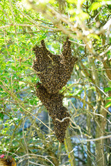 Fototapeta na wymiar swarm of bees in a tree