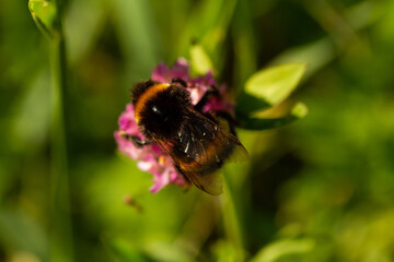 
Bumblebee on a flowering plant goes for nectar and blurred background in the spring in the park