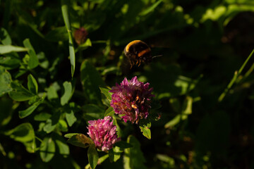 
Bumblebee on a flowering plant goes for nectar and blurred background in the spring in the park