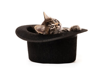 Little kitten sitting in a hat isolated on white background