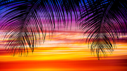 Palm trees silhouettes during sunset.