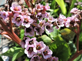 pink  blossom in spring