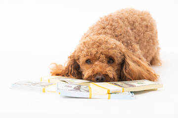 Apricot poodle with moey dollar bills  isolated on a white background