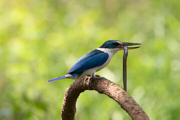 Beautiful Collared kingfisher (Todiramphus chloris) eoxotic white and blue bird perching on wooden branch over fine green background.