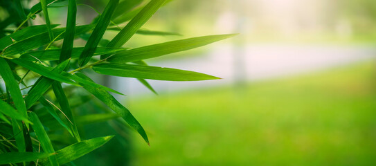 Natural bamboo tree leaf  with green blur background
