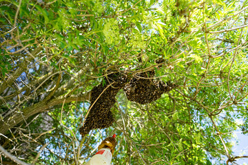 swarm of bees in a tree