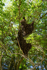 swarm of bees in a tree