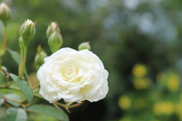 rose flower with beautiful background.