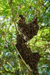 swarm of bees in a tree