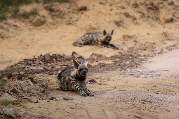 Aggressive Striped hyena or Hyaena hyaena pair at ranthambore national park rajasthan india
