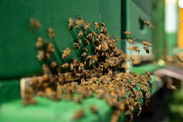 bees at the entrance and on frame