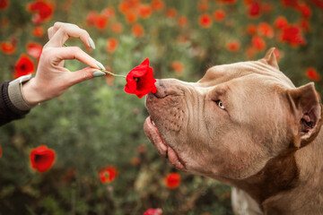 cute dog pitbull poppy 