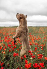 dog pitbull muscules on the poppy field 
