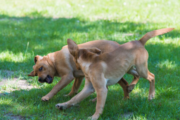 Labrador-Duo in der Welpenstunde