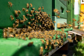 bees at the entrance and on frame