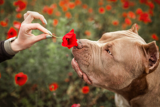 Cute Dog Pitbull Poppy 