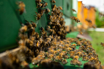 bees at the entrance and on frame