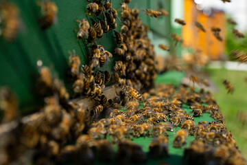 bees at the entrance and on frame