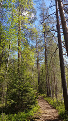 Fototapeta na wymiar track in spring forest