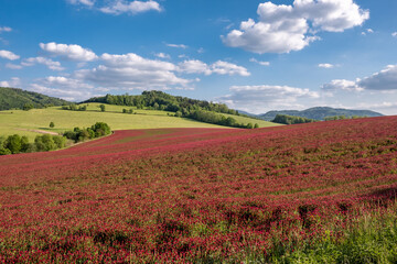 landscape with clover field