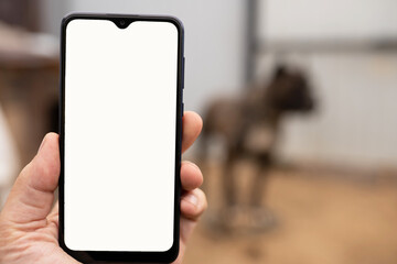 Phone in hand on the background of dog