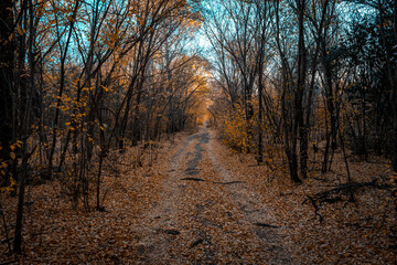 Fototapeta premium un respiro de la cuarentena, en el bosque, en el monte, entre los arboles preparándose para el invierno, donde hacen su proceso habitual de renovar sus hojas amarillas que cayeron