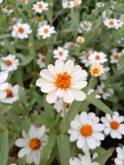 Fototapeta premium flower, garden,plant
