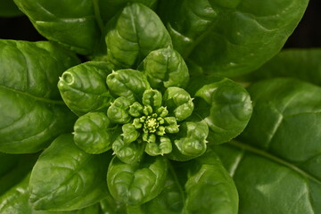 Shapes of green spinach leafs