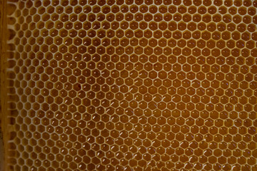 golden honey harvest with hands 
