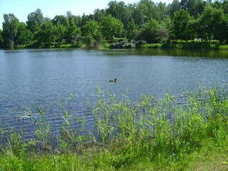 Fototapeta na wymiar lake in the park, Finland
