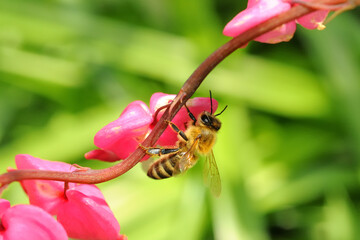 Biene die an einem Zweig des Tränenden Herzens hängt