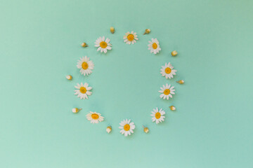 Camomile flowers lying as a frame on pastel background. Floral backdrop for seasonal cards, blogs,...