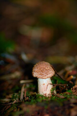 Small autumn mushroom - a honey agaric.