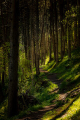 Camino del Gall de Bosc