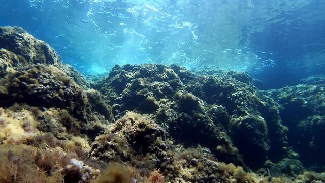 Mediterranean sea reef view from the seabed