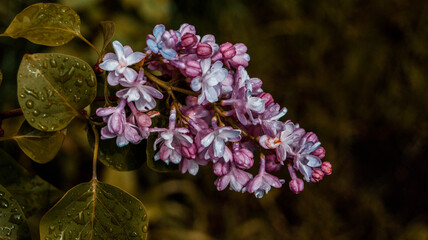 close up of blossom lilac  flowers