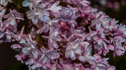 close up of blossom lilac  flowers