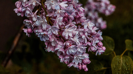 close up of blossom lilac  flowers