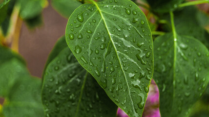 green leaves close up